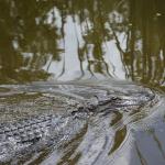 OTRA2014_1558 (September 03, 2014)